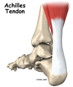 Train je pezen, tendon